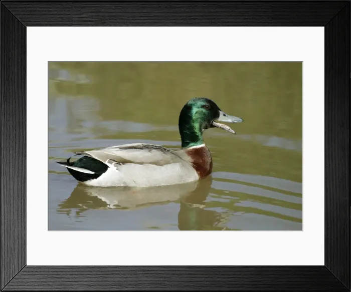 Framed Print : Mallard Drake, quacking Henderson Creek, Auckland, New Zealand Framed Print : Mallard Drake, quacking Henderson Creek, Auckland, New Zealand
