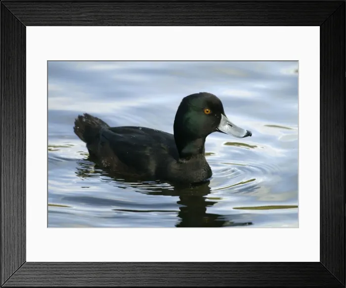 Framed Print : New Zealand Scaup / Black Teal Female Western Springs, Auckland, New Zealand Framed Print : New Zealand Scaup / Black Teal Female Western Springs, Auckland, New Zealand