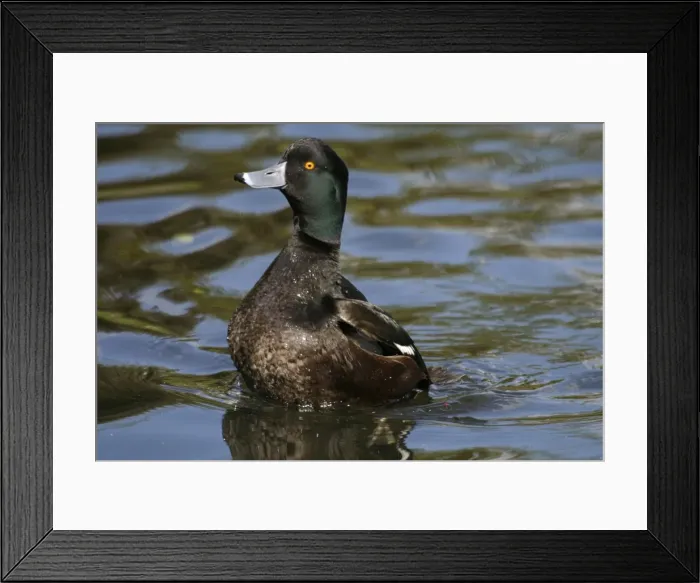 Framed Print : New Zealand Scaup / Black Teal Male Western Springs, Auckland, New Zealand Framed Print : New Zealand Scaup / Black Teal Male Western Springs, Auckland, New Zealand
