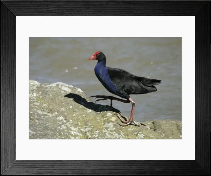 Framed Print : Purple Swamphen Near Henderson Creek, Auckland, New Zealand Framed Print : Purple Swamphen Near Henderson Creek, Auckland, New Zealand