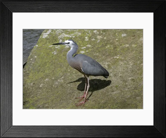 Framed Print : White-faced Heron Henderson Creek, Auckland, New Zealand Framed Print : White-faced Heron Henderson Creek, Auckland, New Zealand