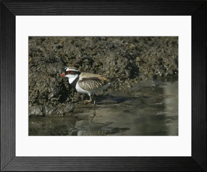 Framed Print : Black-fronted Dotterel Near Mt Isa sewage ponds, Queensland, Australia Framed Print : Black-fronted Dotterel Near Mt Isa sewage ponds, Queensland, Australia