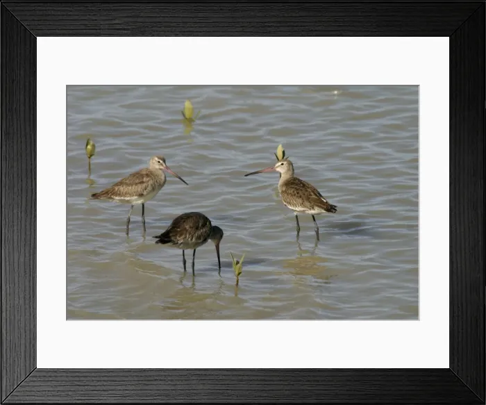 Framed Print : Black-tailed Godwits Karumba foreshore, Gulf of Carpentaria, Queensland, Australia Framed Print : Black-tailed Godwits Karumba foreshore, Gulf of Carpentaria, Queensland, Australia