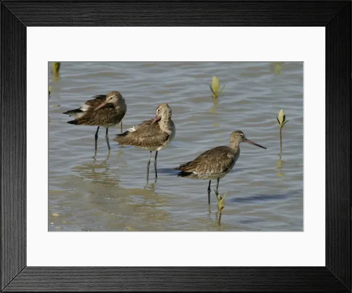 Framed Print : Black-tailed Godwits Karumba foreshore, Gulf of Carpentaria, Queensland, Australia Framed Print : Black-tailed Godwits Karumba foreshore, Gulf of Carpentaria, Queensland, Australia