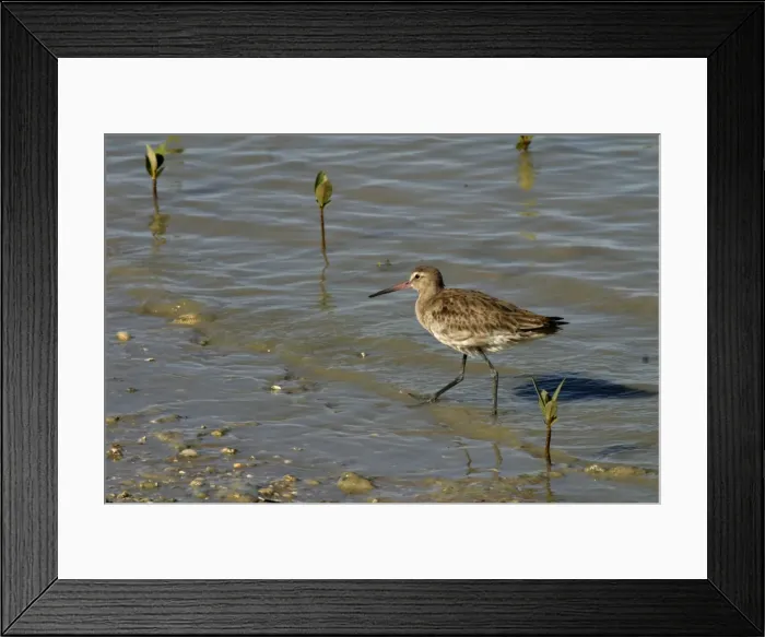 Framed Print : Black-tailed Godwit Karumba foreshore, Gulf of Carpentaria, Queensland, Australia Framed Print : Black-tailed Godwit Karumba foreshore, Gulf of Carpentaria, Queensland, Australia