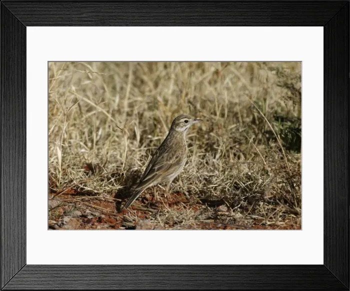 Framed Print : Richard's / Australian Pipit Sewage Ponds, Alice Springs, Northern Territory, Australia Framed Print : Richard's / Australian Pipit Sewage Ponds, Alice Springs, Northern Territory, Australia