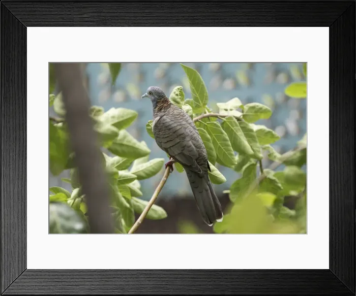 Framed Print : Bar-shouldered Dove Urban Darwin, Northern Territory, Australia Framed Print : Bar-shouldered Dove Urban Darwin, Northern Territory, Australia