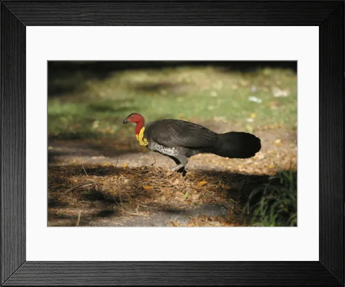 Framed Print : Australian Brush-turkey Raking leaves towards mound Mt Coot-tha, Brisbane, Queensland, Australia Framed Print : Australian Brush-turkey Raking leaves towards mound Mt Coot-tha, Brisbane, Queensland, Australia