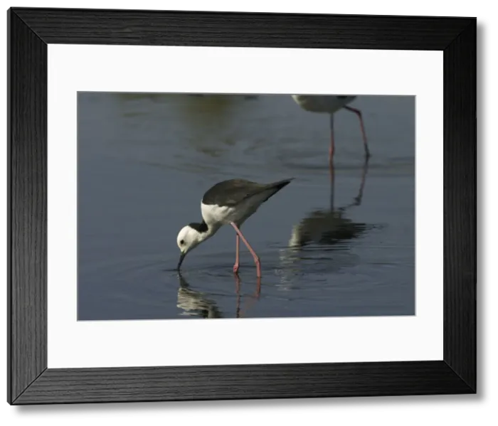 Framed Print : Black-winged Stilt Mt Isa sewage ponds, Queensland, Australia Framed Print : Black-winged Stilt Mt Isa sewage ponds, Queensland, Australia