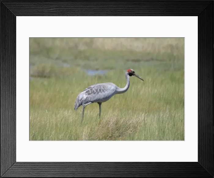 Framed Print : Brolga Near Lawn Hill National Park, Queensland, Australia Framed Print : Brolga Near Lawn Hill National Park, Queensland, Australia