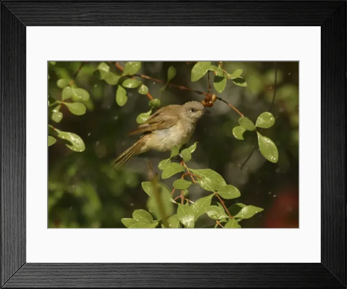 Framed Print : Brown Honeyeater Bathing Lawn Hill National Park, Queensland, Australia Framed Print : Brown Honeyeater Bathing Lawn Hill National Park, Queensland, Australia