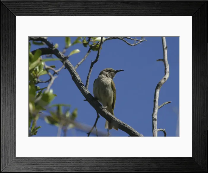 Framed Print : Brown Honeyeater Lake Moondarra, Mt Isa, Queensland, Australia Framed Print : Brown Honeyeater Lake Moondarra, Mt Isa, Queensland, Australia