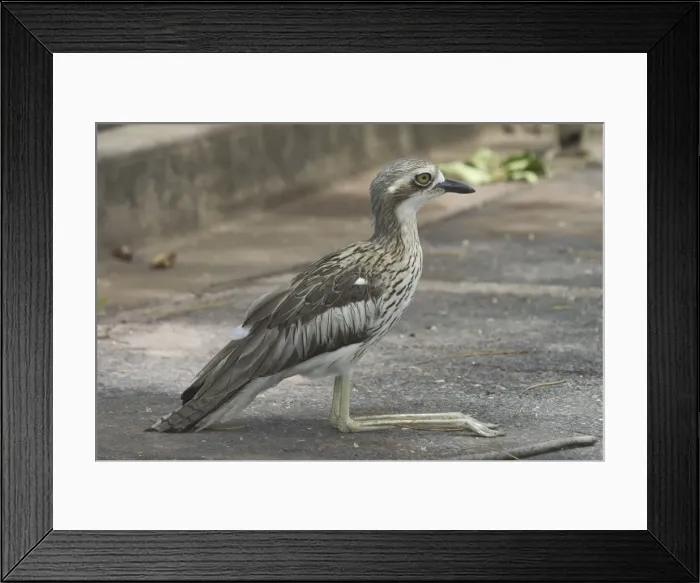 Framed Print : Bush Stone-curlew Urban Darwin, Northern Territory, Australia Framed Print : Bush Stone-curlew Urban Darwin, Northern Territory, Australia