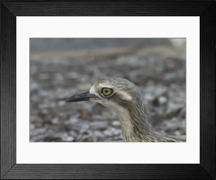 Framed Print : Bush Stone-curlew Urban Darwin, Northern Territory, Australia Framed Print : Bush Stone-curlew Urban Darwin, Northern Territory, Australia