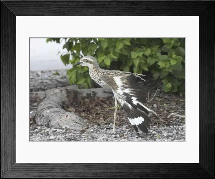 Framed Print : Bush Stone-curlew Royal Darwin Hospital grounds, Northern Territory, Australia Framed Print : Bush Stone-curlew Royal Darwin Hospital grounds, Northern Territory, Australia