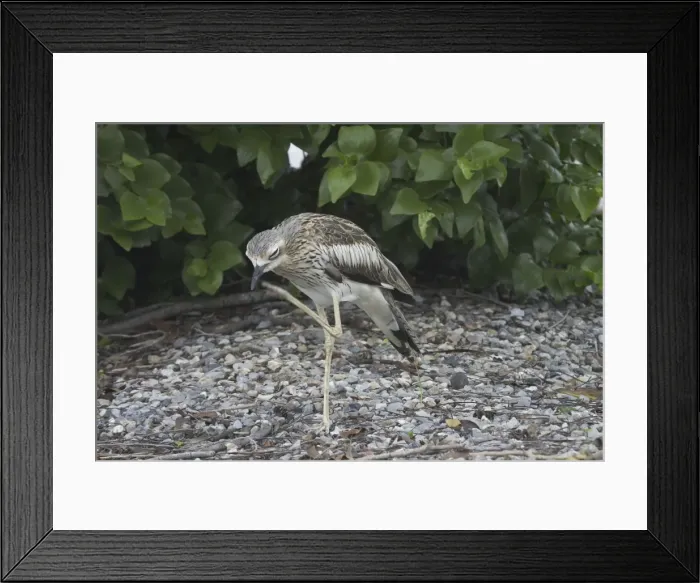 Framed Print : Bush Stone-curlew Royal Darwin Hospital grounds, Northern Territory, Australia Framed Print : Bush Stone-curlew Royal Darwin Hospital grounds, Northern Territory, Australia