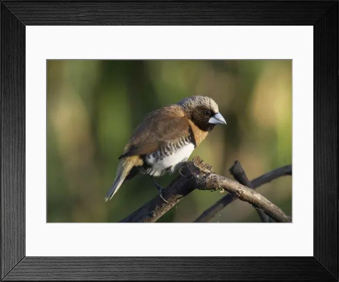 Framed Print : Chestnut-breasted Mannikin Mt Isa sewage ponds, Queensland, Australia Framed Print : Chestnut-breasted Mannikin Mt Isa sewage ponds, Queensland, Australia