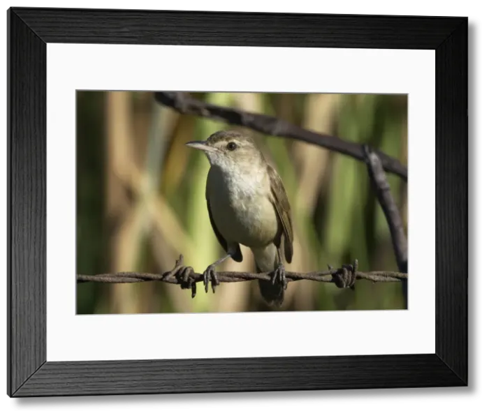 Framed Print : Clamorous Reed-Warbler Mt Isa sewage ponds, Queensland, Australia Framed Print : Clamorous Reed-Warbler Mt Isa sewage ponds, Queensland, Australia