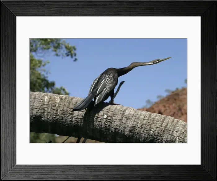 Framed Print : Darter Male Lawn Hill National Park, Queensland, Australia Framed Print : Darter Male Lawn Hill National Park, Queensland, Australia