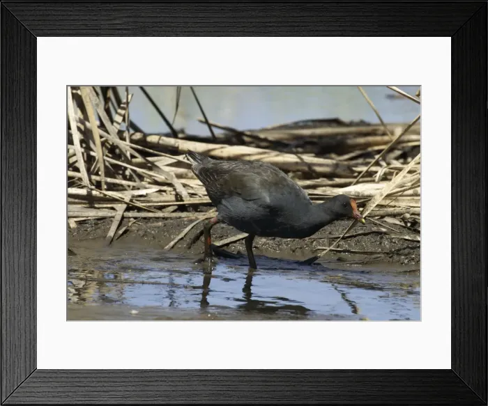 Framed Print : Dusky Moorhen Near Mt Isa sewage ponds, Queensland, Australia Framed Print : Dusky Moorhen Near Mt Isa sewage ponds, Queensland, Australia