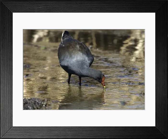 Framed Print : Dusky Moorhen Near Mt Isa sewage ponds, Queensland, Australia Framed Print : Dusky Moorhen Near Mt Isa sewage ponds, Queensland, Australia