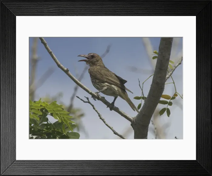 Framed Print : Figbird Female Royal Darwin Hospital grounds, Northern Territory, Australia Framed Print : Figbird Female Royal Darwin Hospital grounds, Northern Territory, Australia