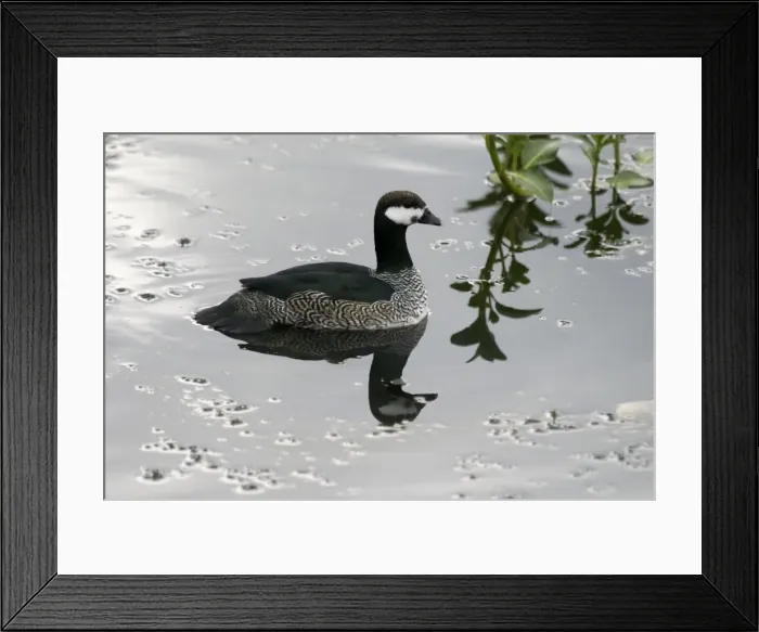 Framed Print : Green Pygmy-Goose Male Yellow Water, Kakadu National Park, Northern Territory, Australia Framed Print : Green Pygmy-Goose Male Yellow Water, Kakadu National Park, Northern Territory, Australia