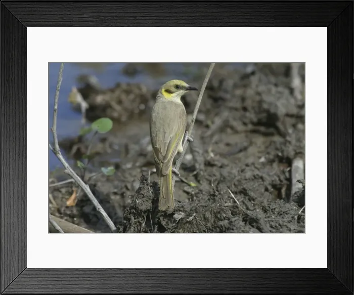 Framed Print : Grey-fronted Honeyeater Lake Moondarra, Mt Isa, Queensland, Australia Framed Print : Grey-fronted Honeyeater Lake Moondarra, Mt Isa, Queensland, Australia