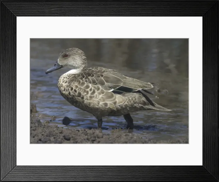 Framed Print : Grey Teal Sewage Ponds, Mt Isa, Queensland, Australia Framed Print : Grey Teal Sewage Ponds, Mt Isa, Queensland, Australia