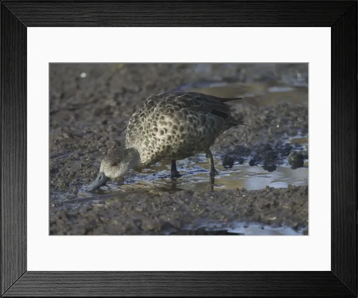 Framed Print : Grey Teal Feeding at Sewage Ponds, Mt Isa, Queensland, Australia Framed Print : Grey Teal Feeding at Sewage Ponds, Mt Isa, Queensland, Australia