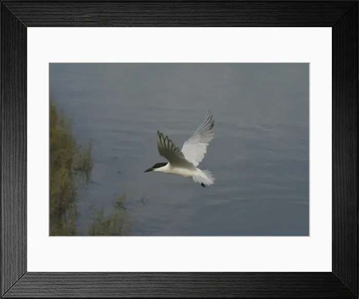 Framed Print : Gull-billed Tern Cairns foreshore, Queensland, Australia Framed Print : Gull-billed Tern Cairns foreshore, Queensland, Australia
