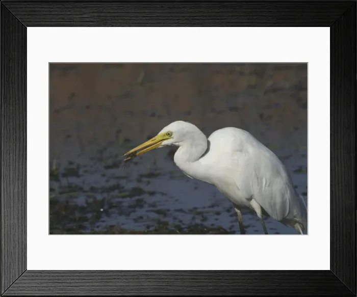 Framed Print : Intermediate Egret With prey (prawn) Lake Waggaboonyah, Mt Gordon, Queensland, Australia