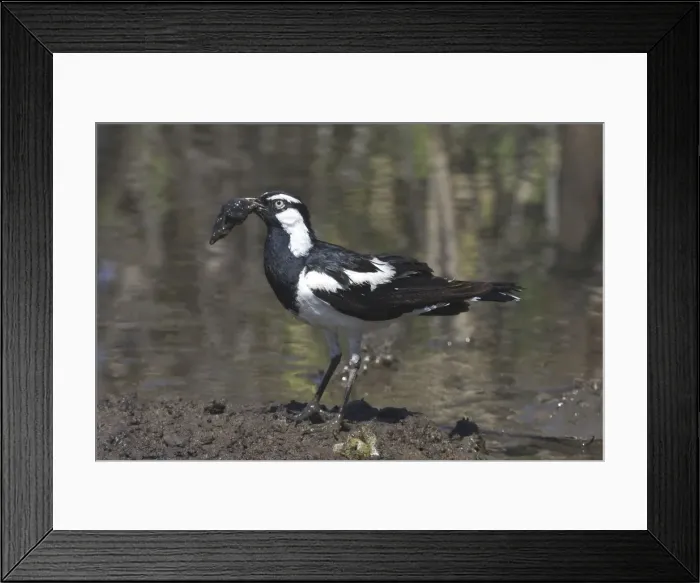 Framed Print : Magpie-Lark Collecting nesting material Mt Isa sewage ponds, Queensland, Australia Framed Print : Magpie-Lark Collecting nesting material Mt Isa sewage ponds, Queensland, Australia