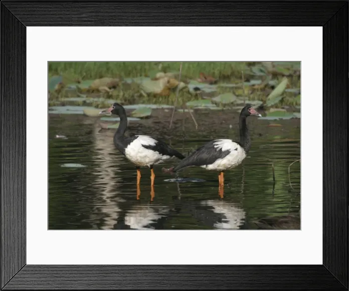Framed Print : Magpie Geese Cairns, Queensland, Australia Framed Print : Magpie Geese Cairns, Queensland, Australia