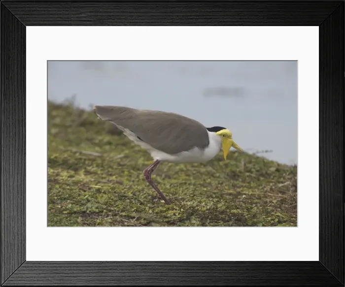 Framed Print : Masked Lapwing Darwin Sewage Ponds, Northern Territory, Australia Framed Print : Masked Lapwing Darwin Sewage Ponds, Northern Territory, Australia