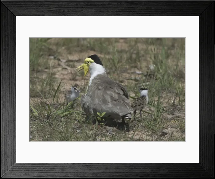 Framed Print : Masked Lapwing With newly-hatched chicks, nest with 1 egg yet to hatch Howard Springs, Darwin, Northern Territory, Australia Framed Print : Masked Lapwing With newly-hatched chicks, nest with 1 egg yet to hatch Howard Springs, Darwin, Northern Territory, Australia