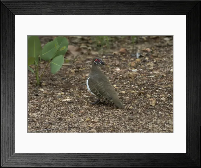 Framed Print : Partridge Pigeon Kakadu National Park, Northern Territory, Australia Framed Print : Partridge Pigeon Kakadu National Park, Northern Territory, Australia
