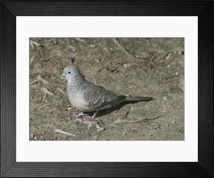 Framed Print : Peaceful Dove Cairns, Queensland, Australia Framed Print : Peaceful Dove Cairns, Queensland, Australia