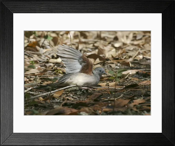 Framed Print : Peaceful Dove Bathing in sprinkler spray Lawn Hill National Park, Queensland, Australia Framed Print : Peaceful Dove Bathing in sprinkler spray Lawn Hill National Park, Queensland, Australia