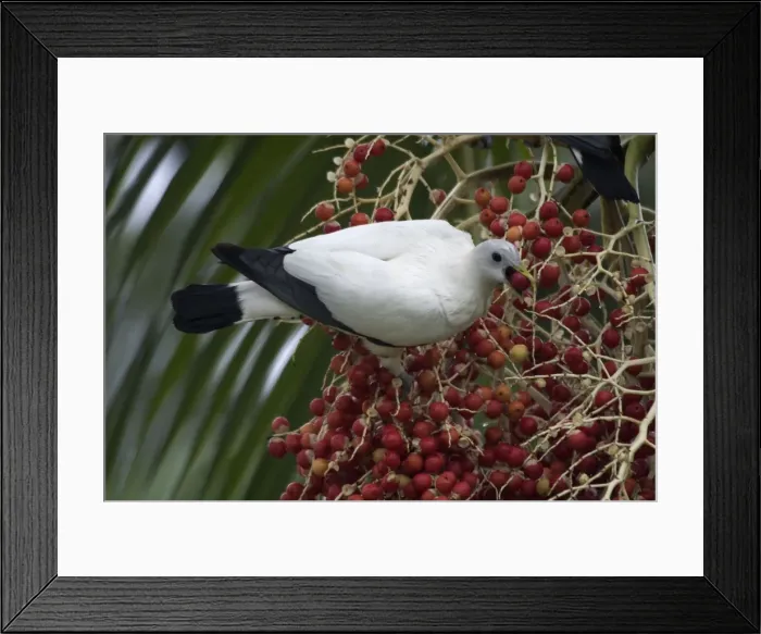 Framed Print : Pied Imperial-Pigeon Eating berries Urban Darwin, Northern Territory, Australia Framed Print : Pied Imperial-Pigeon Eating berries Urban Darwin, Northern Territory, Australia