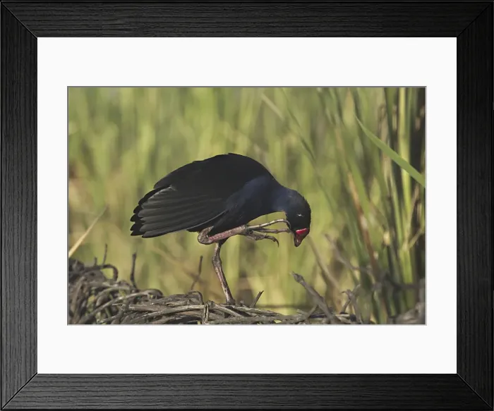 Framed Print : Purple Swamphen Preening Mt Isa sewage ponds Framed Print : Purple Swamphen Preening Mt Isa sewage ponds