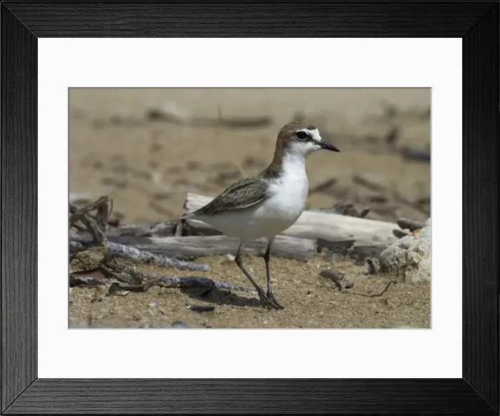 Framed Print : Red-capped Plover / Red-capped Dotterel Lee Point, Darwin, Northern Territory, Australia Framed Print : Red-capped Plover / Red-capped Dotterel Lee Point, Darwin, Northern Territory, Australia