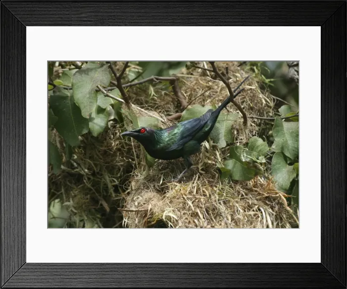Framed Print : Metallic Starling Urban Cairns, Queensland, Australia Framed Print : Metallic Starling Urban Cairns, Queensland, Australia