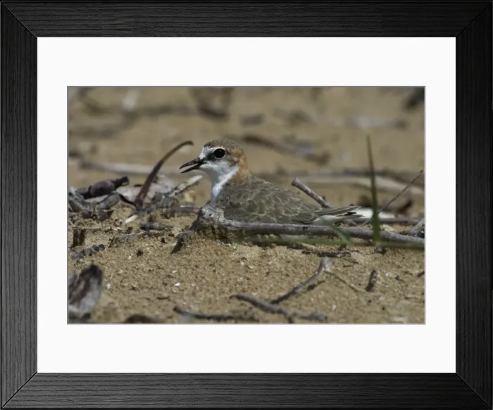 Framed Print : Red-capped Plover / Red-capped Dotterel On nest Lee Point, Darwin, Northern Territory, Australia Framed Print : Red-capped Plover / Red-capped Dotterel On nest Lee Point, Darwin, Northern Territory, Australia