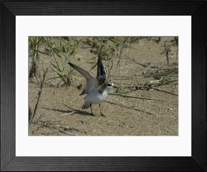 Framed Print : Red-capped Plover / Red-capped Dotterel Injury-feigning display Lee Point, Darwin, Northern Territory, Australia Framed Print : Red-capped Plover / Red-capped Dotterel Injury-feigning display Lee Point, Darwin, Northern Territory, Australia