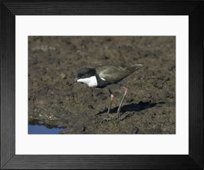 Framed Print : Red-kneed Dotterel Near Mt Isa sewage ponds, Queensland, Australia Framed Print : Red-kneed Dotterel Near Mt Isa sewage ponds, Queensland, Australia