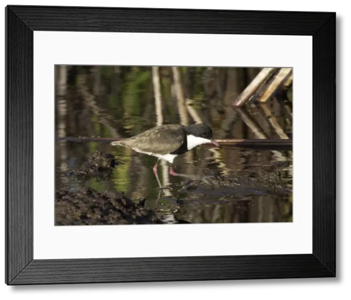 Framed Print : Red-kneed Dotterel Note foot trembling to disturb prey Mt Isa sewage ponds, Queensland, Australia Framed Print : Red-kneed Dotterel Note foot trembling to disturb prey Mt Isa sewage ponds, Queensland, Australia
