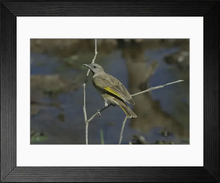 Framed Print : Rufous-throated Honeyeater Lake Moondarra, Mt Isa, Queensland, Australia Framed Print : Rufous-throated Honeyeater Lake Moondarra, Mt Isa, Queensland, Australia