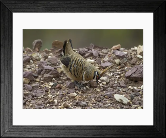 Framed Print : Spinifex Pigeon Male displaying Mt Gordon, Queensland, Australia Framed Print : Spinifex Pigeon Male displaying Mt Gordon, Queensland, Australia