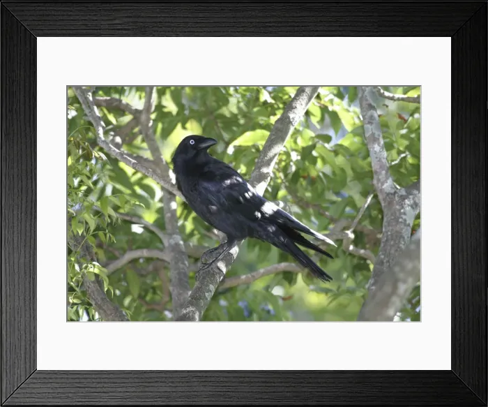 Framed Print : Torresian Crow Suburban Brisbane, Queensland, Australia